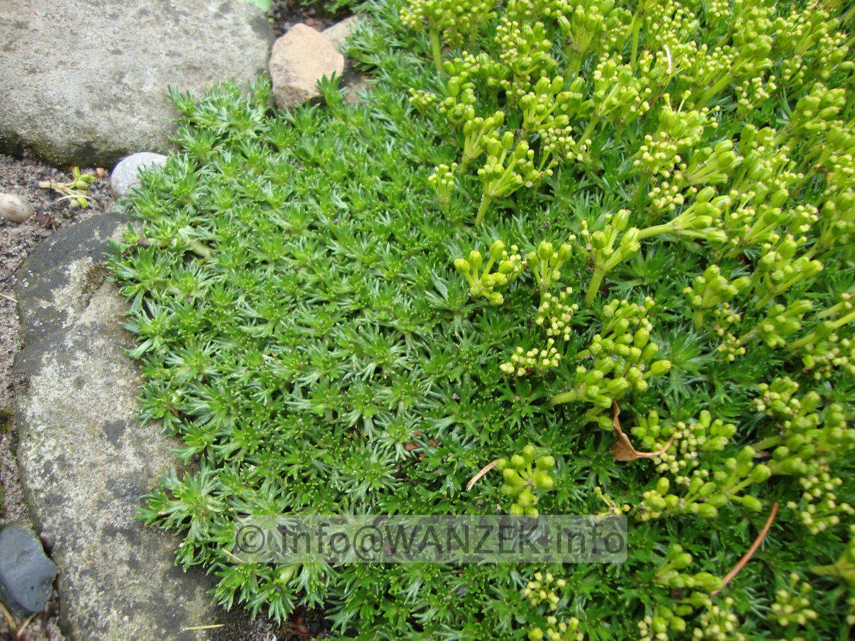 Azorella trifurcata Andenpolster-2.JPG